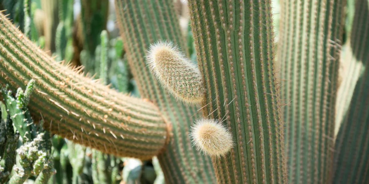 small bud on cactus trees