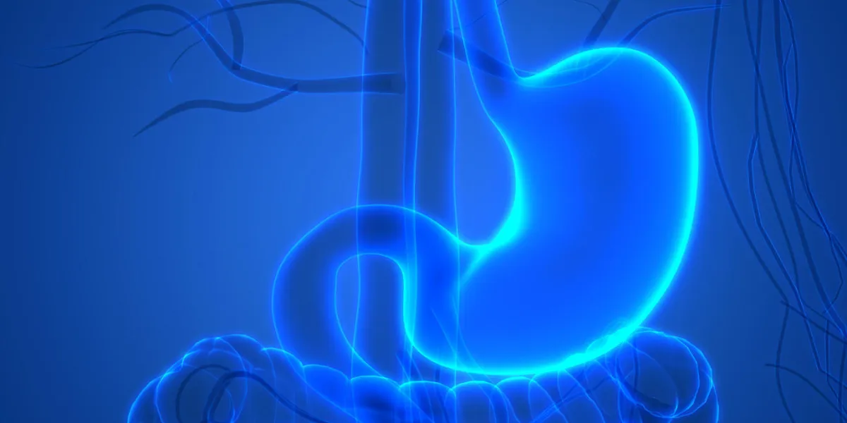 3d illustration of human digestive system stomach anatomy