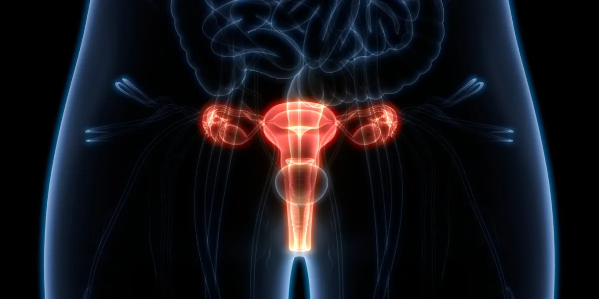 3d illustration of female reproductive system anatomy 3d illustration of female reproductive system anatomy