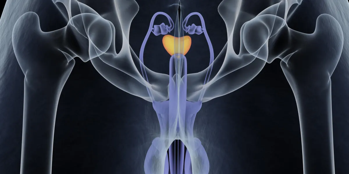 prostate gland male reproductive and urinary systems anatomy 3d illustration prostate gland male reproductive and urinary systems anatomy 3d illustration