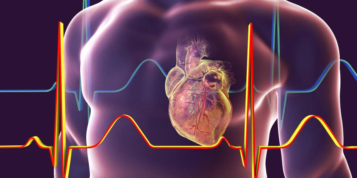 human heart with heart vessles inside human body and ecg, 3d illustration