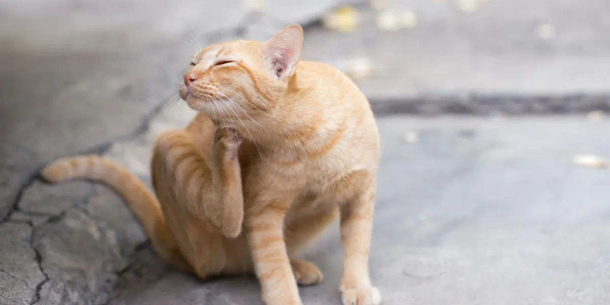 cats scratching its ears, cause of health problem cats scratching its ears, cause of health problem