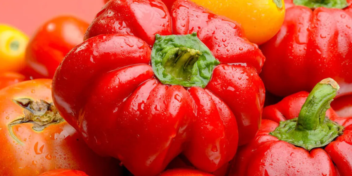 un mélange de diverses tomates fraîches et poivrons du potager un mélange de diverses tomates fraîches et poivrons du potager
