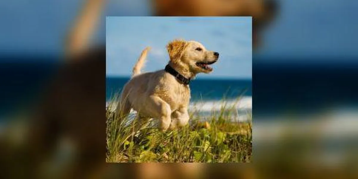 chiot sautant sur la plage