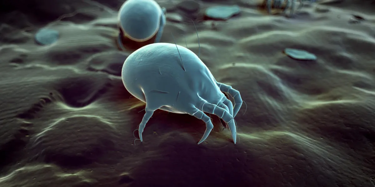 medical 3d illustration - typical dust mite