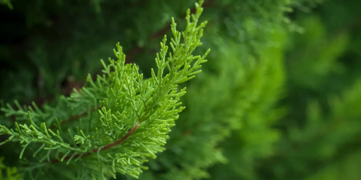 closeup of cypress tree branch in the hedge in garden