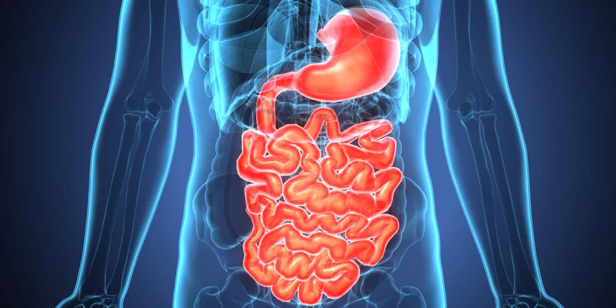 the human digestive system consists of the gastrointestinal tract plus the accessory organs of digestion (the tongue, salivary glands, pancreas, liver, and gallbladder) the human digestive system consists of the gastrointestinal tract plus the accessory organs of digestion (the tongue, salivary glands, pancreas, liver, and gallbladder)
