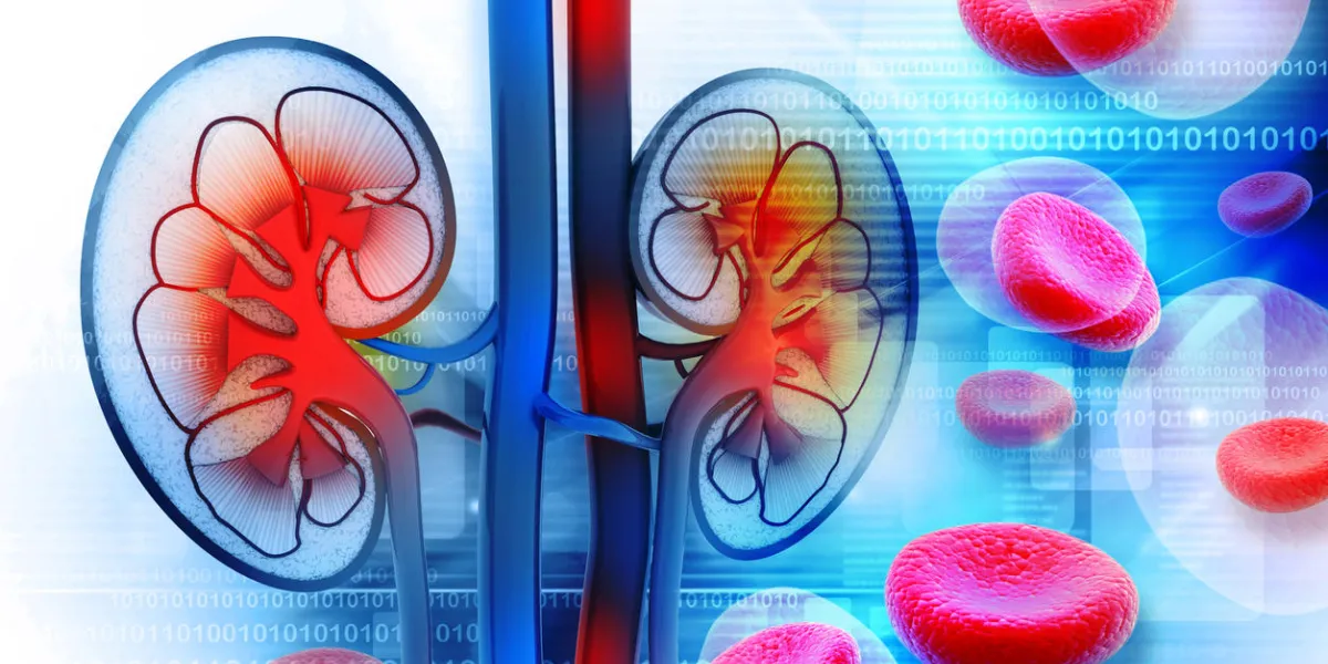 human kidney cross section