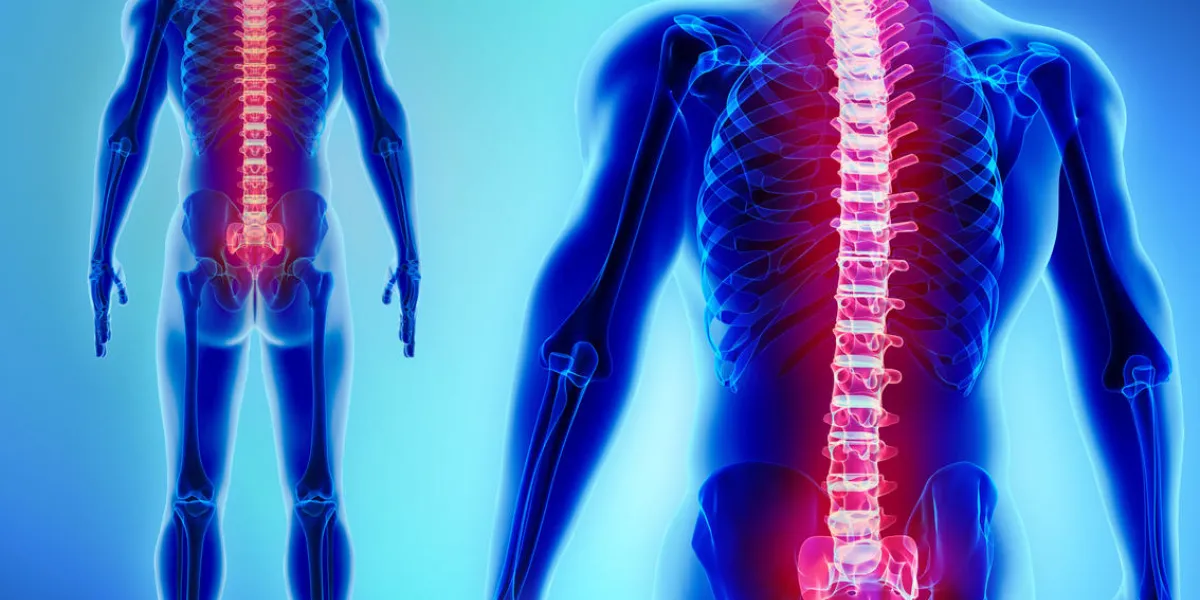 3d illustration of spine - part of human skeleton