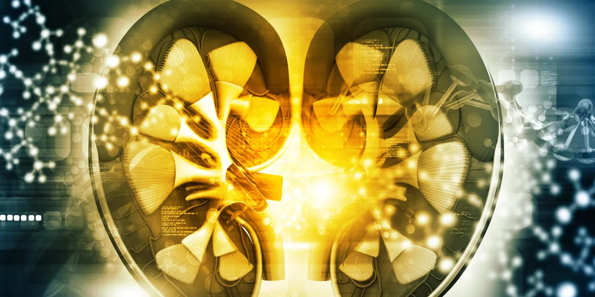 human kidney cross section