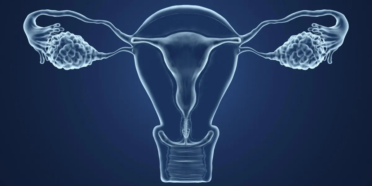 3d rendered illustration of an x-ray of the uterus on a blue background