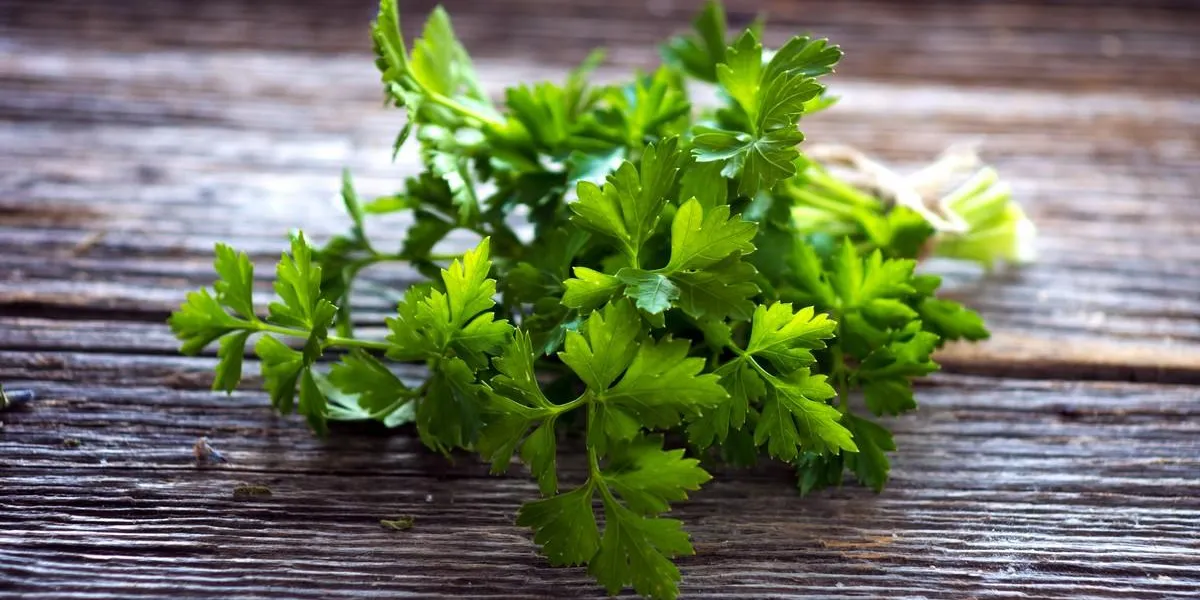 parsley parsley