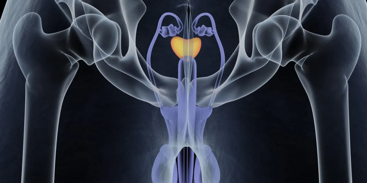 prostate gland male reproductive and urinary systems anatomy 3d illustration prostate gland male reproductive and urinary systems anatomy 3d illustration