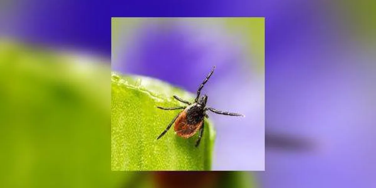 la tique de ricin (ixodes ricinus) la tique de ricin (ixodes ricinus)