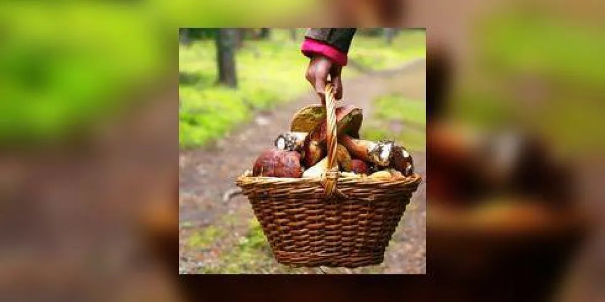 panier avec des champignons