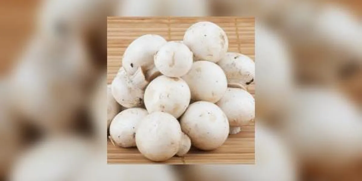 champignons blancs champignons blancs