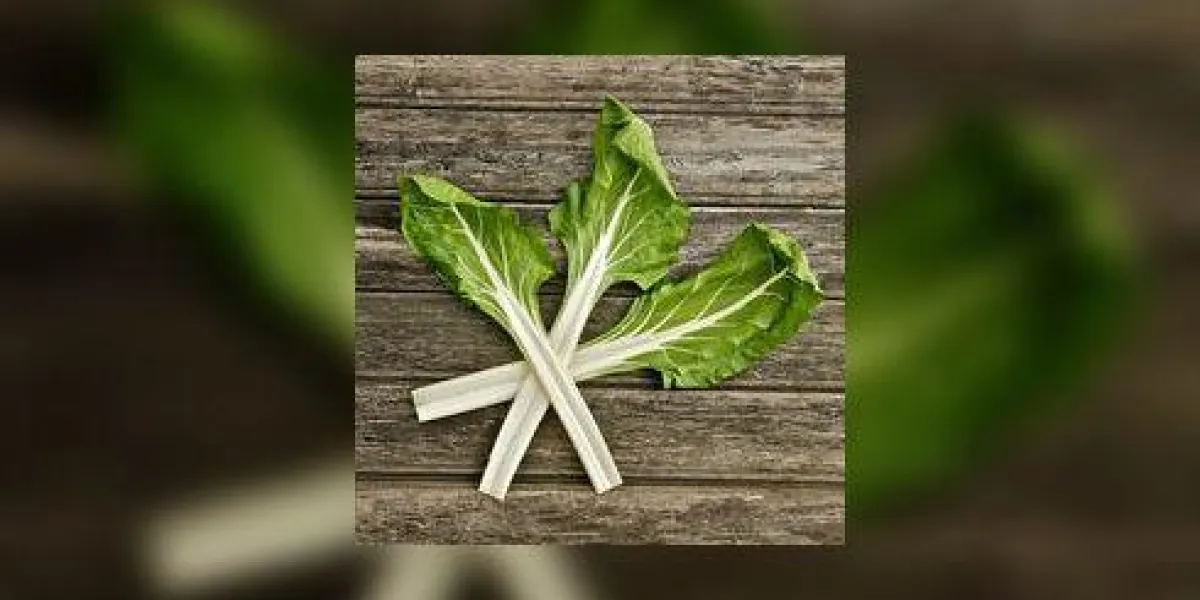feuilles de bette à carde verte