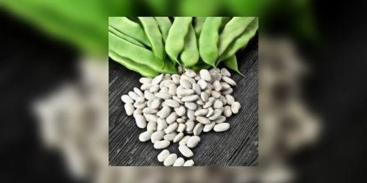 fraîcheur vert et blanc haricots secs fraîcheur vert et blanc haricots secs