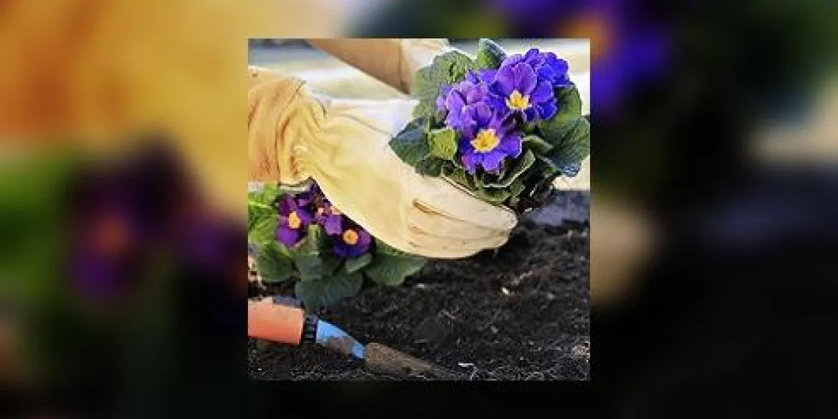 primevère dans un pot de jardin