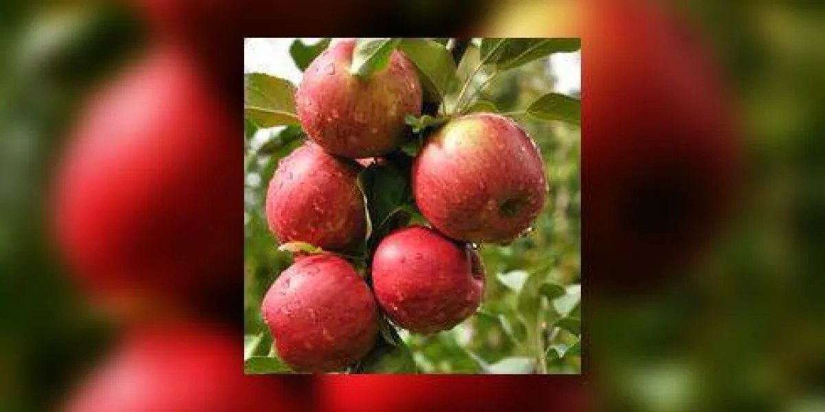 pommes rouges mûres recouvertes de gouttes de pluie pommes rouges mûres recouvertes de gouttes de pluie