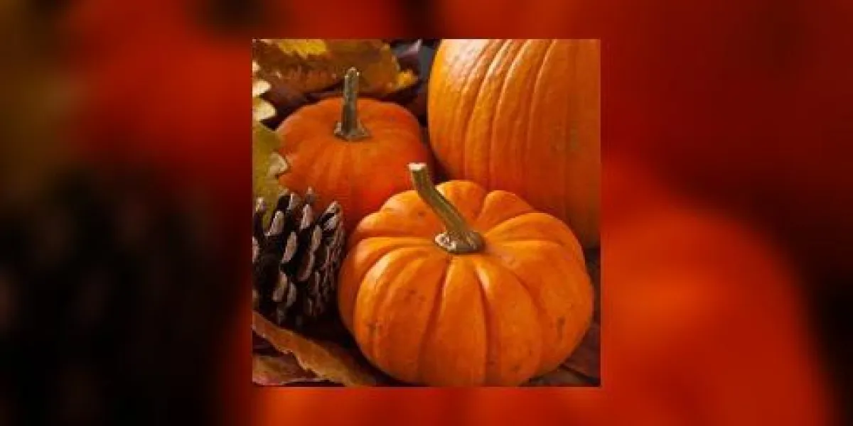 scène d'automne avec des citrouilles