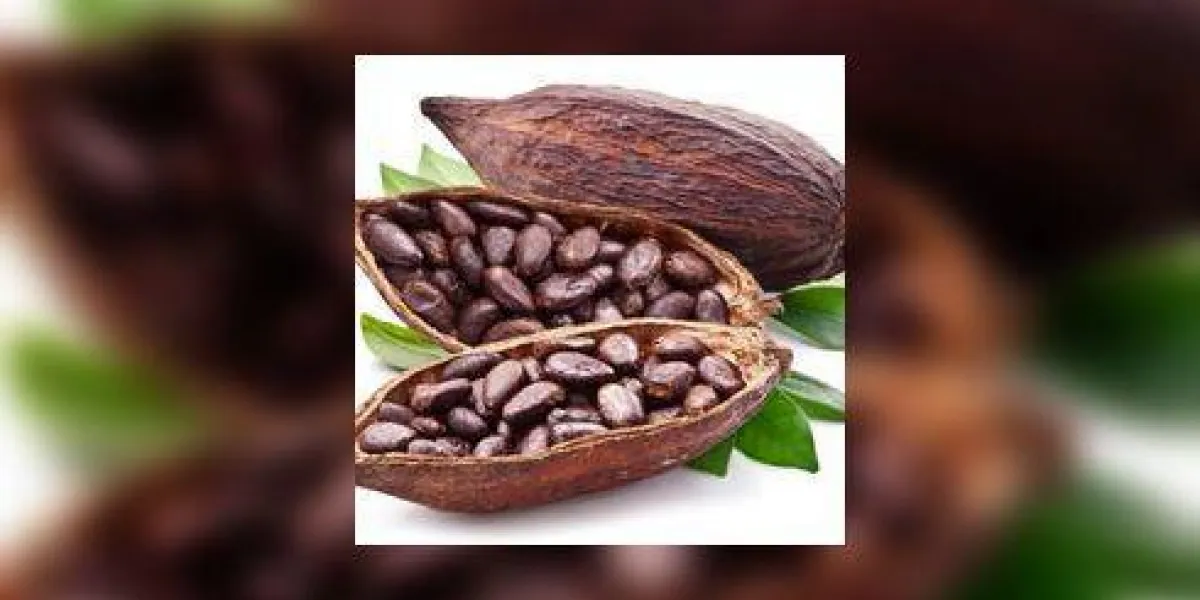 gousses de cacao