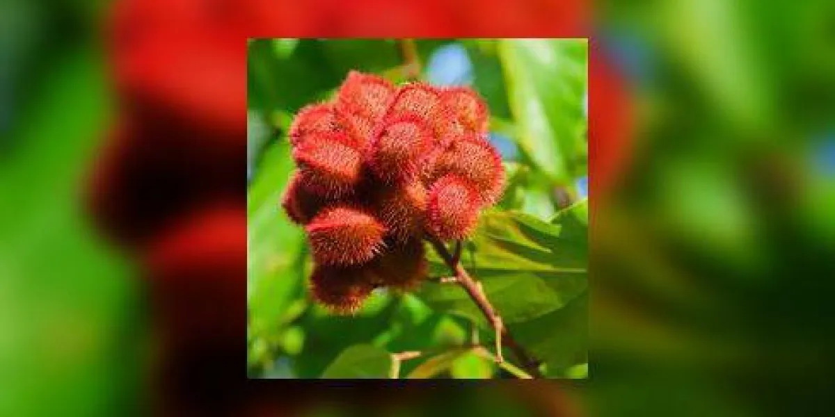 gousses de graines qui poussent sur un arbre de rocou, bixa orellana