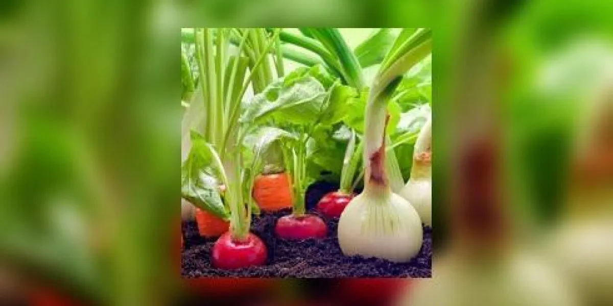 assortiment de légumes dans le jardin