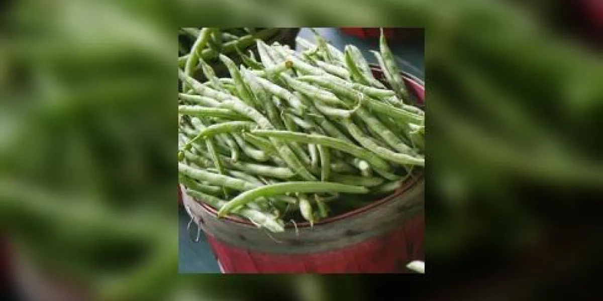 haricots verts