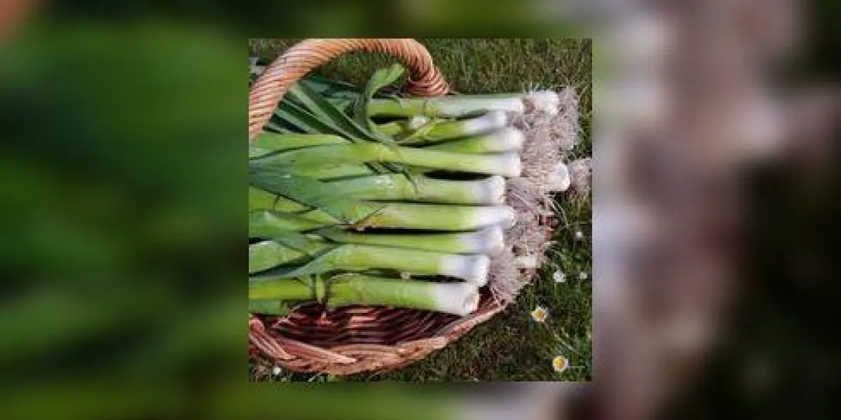 fraîchement creusé des poireaux avec des racines sur le panier