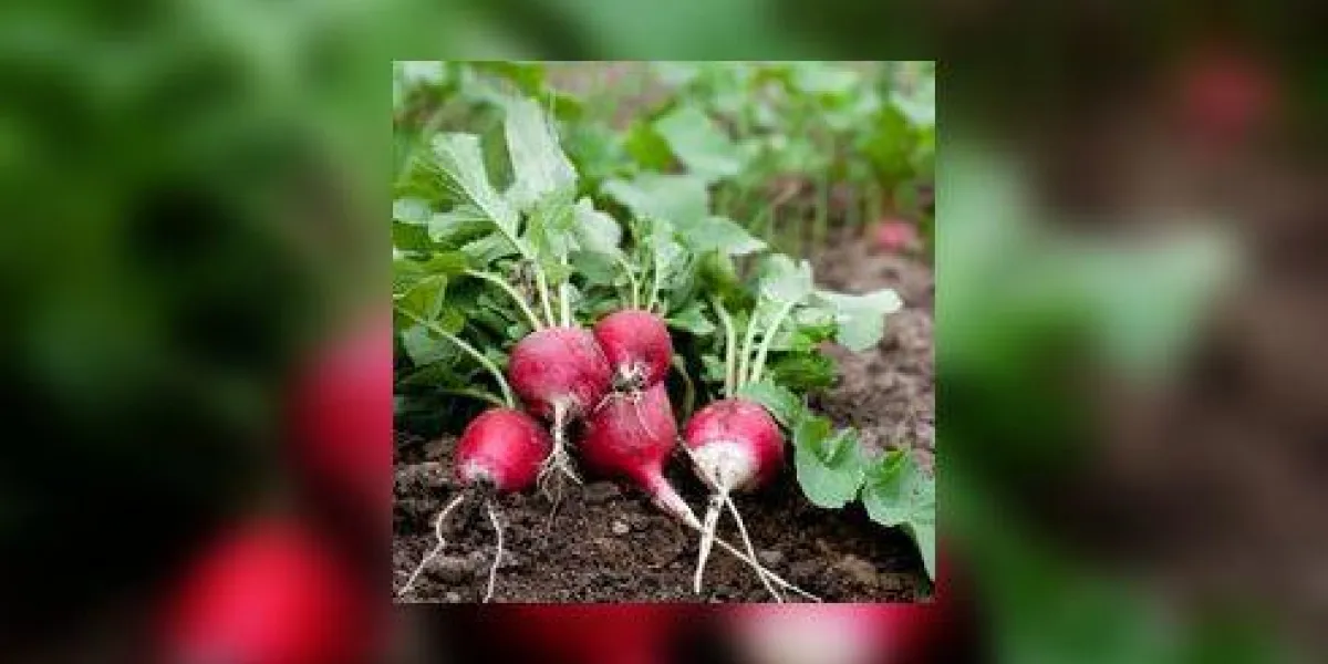 radis frais qui pousse dans le jardin radis frais qui pousse dans le jardin