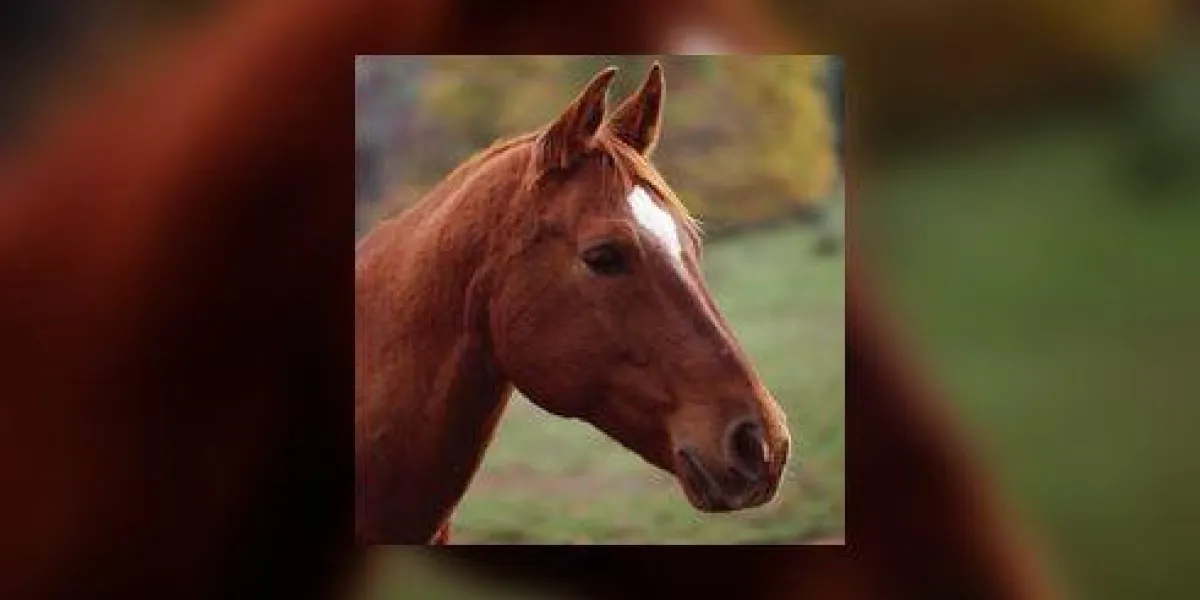 gros plan de tête de cheval