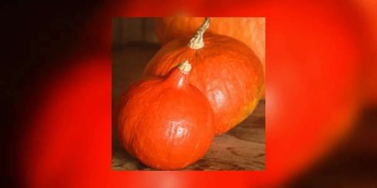 citrouilles sur fond de toile de fond en bois grunge citrouilles sur fond de toile de fond en bois grunge