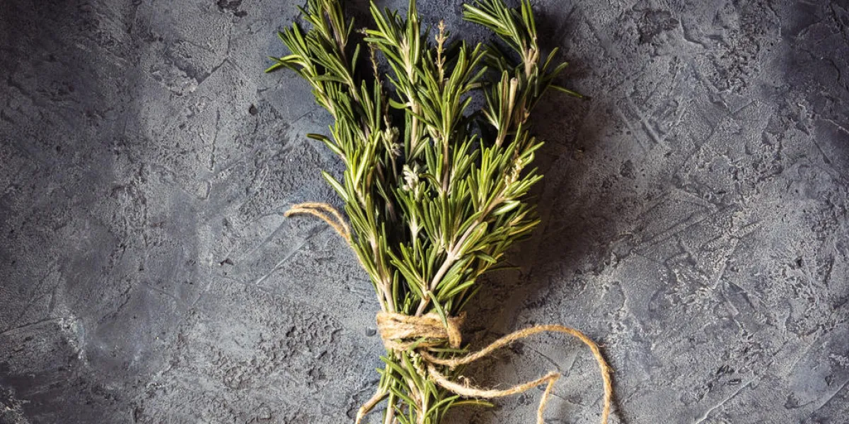 branch bunch fresh rosemary food concept grass crop spices harvest herbs for medicine and cooking on gray background dark key low key