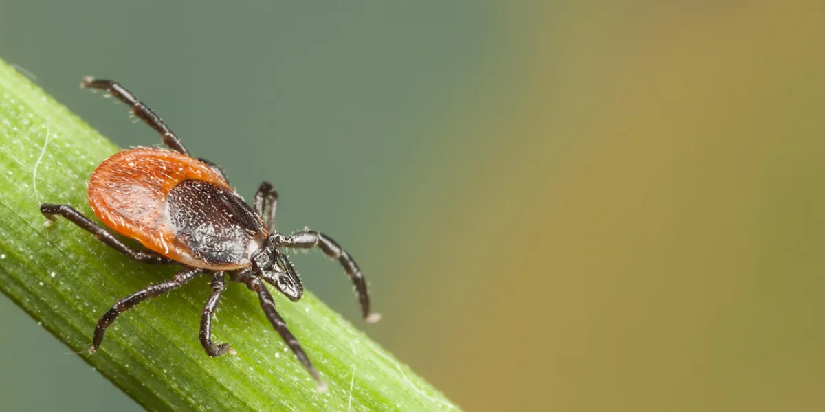 a red tick feeding on a plant straw a red tick feeding on a plant straw