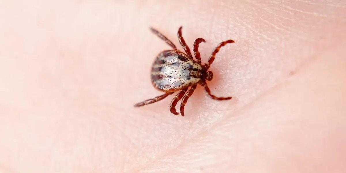 wood tick on the skin of hands wood tick