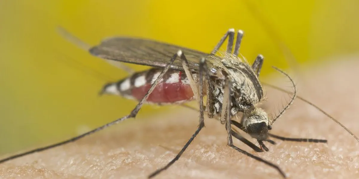 sang de moustique sucer, gros plan extrême avec un fort grossissement sang de moustique sucer, gros plan extrême avec un fort grossissement