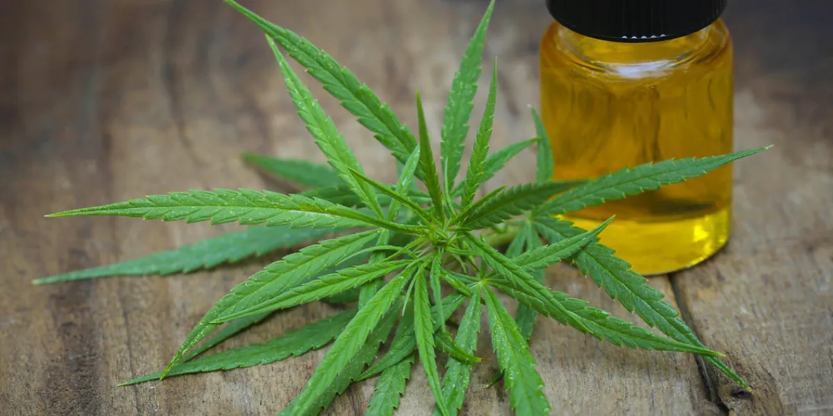 green leaves of medicinal cannabis with extract oil