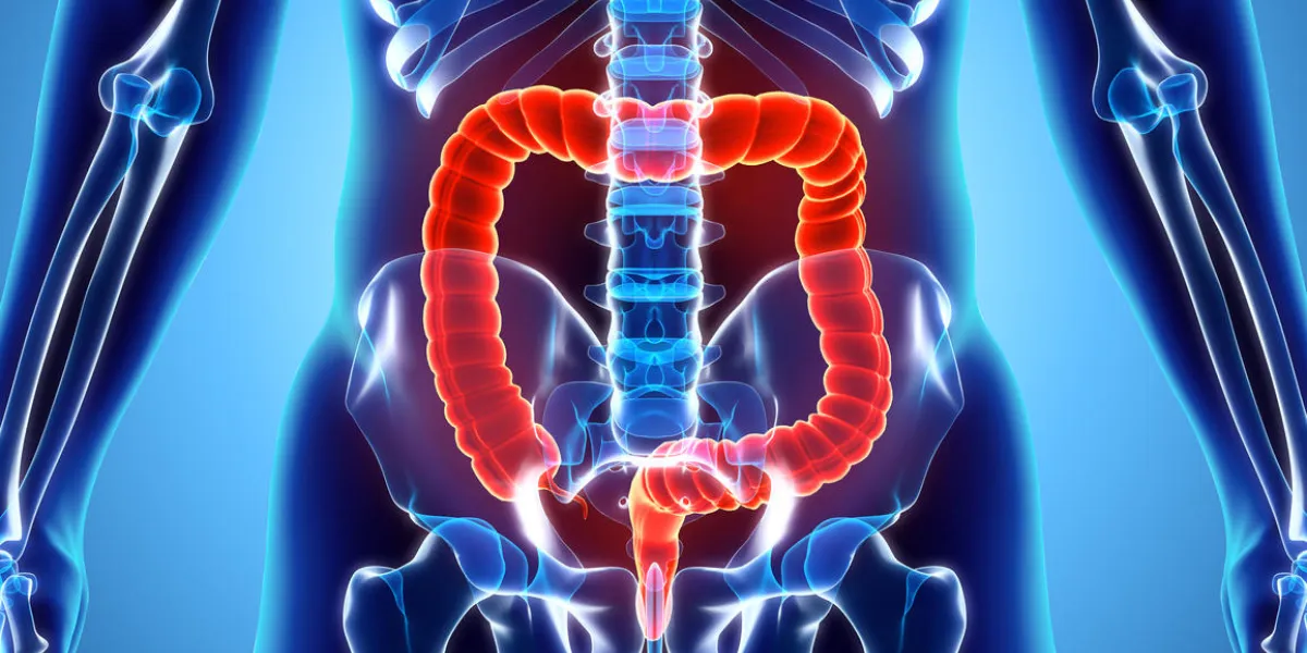 3d illustration of large intestine, part of digestive system 3d illustration of large intestine, part of digestive system
