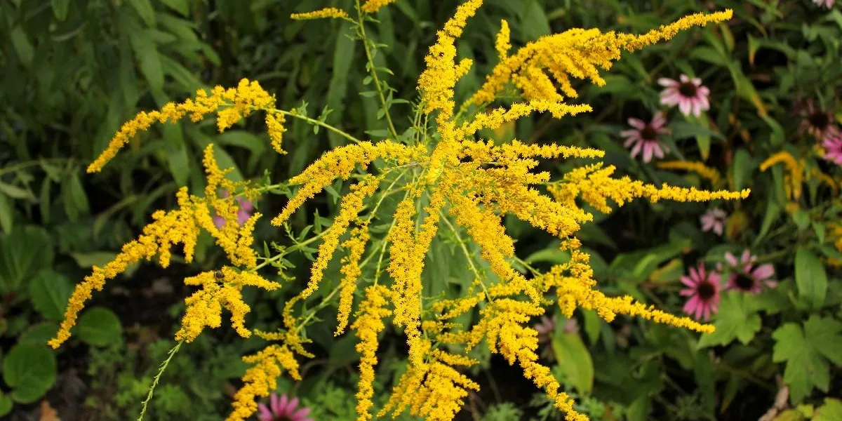 die blüten des allergie auslösenden ragweed