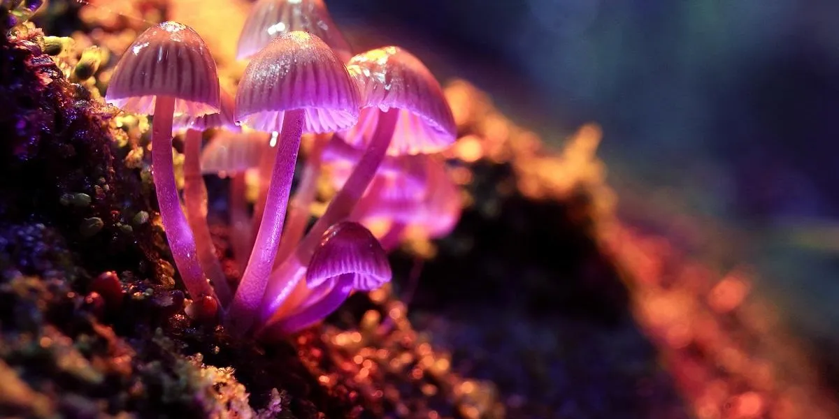 small poisonous mushrooms toadstool group psilocybin small poisonous mushrooms toadstool group psilocybin