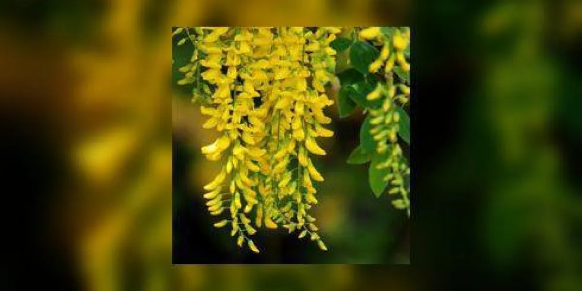 fleurs de laburnum jaune vif dans le jardin (chaîne d'or) image fleurs de laburnum jaune vif dans le jardin (chaîne d'or) image