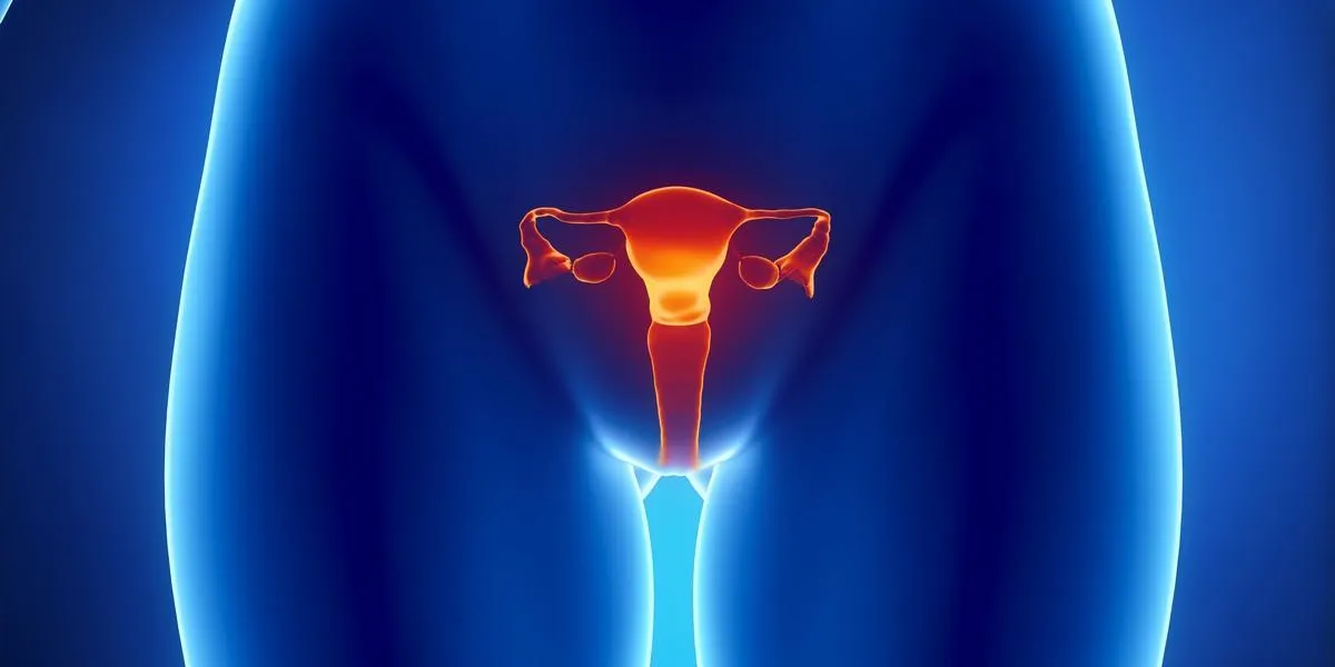 anterior view of uterus, fallopian tube, ovary, cervix