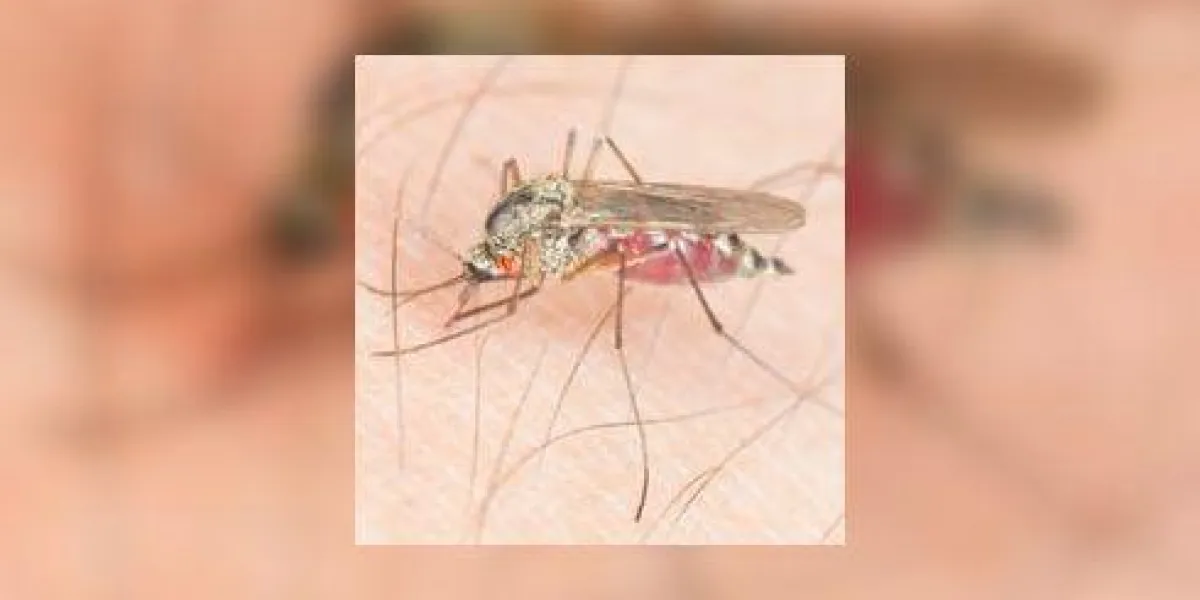 moustique avec parasite sucer le sang moustique avec parasite sucer le sang