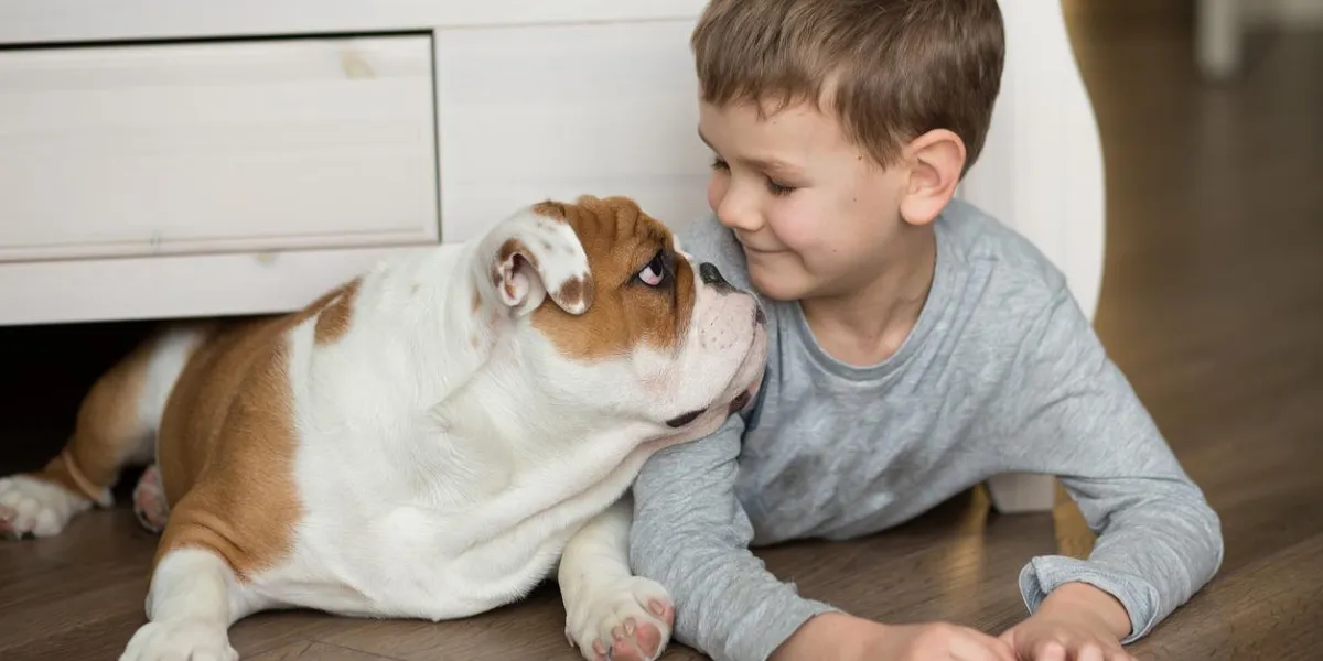 cute boy plays on the floor on a carpet with puppies of english bulldog cute boy plays on the floor on a carpet with puppies of english bulldog