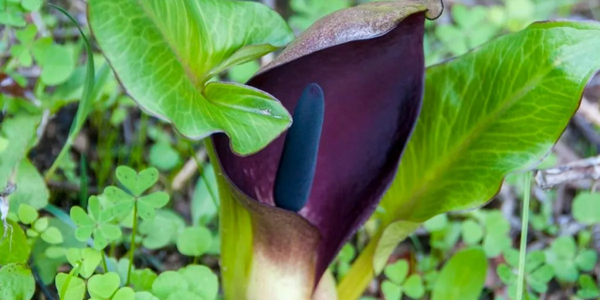 gros plan d'un arum