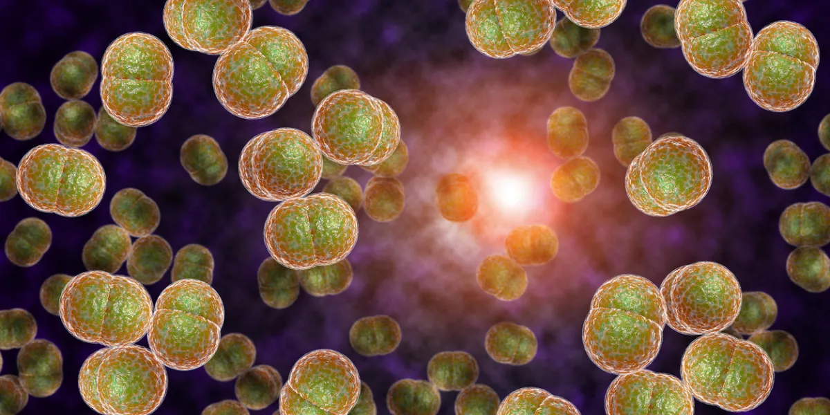 3d microscope close up of meningitis bacteria, also known as meningococcus 3d microscope close up of meningitis bacteria, also known as meningococcus