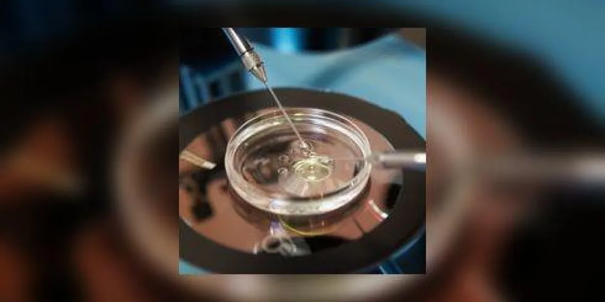 fertilisation en laboratoire des oeufs dans le traitement fiv fertilisation en laboratoire des oeufs dans le traitement fiv