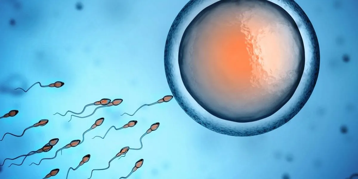sperm and egg cell sperm and egg cell