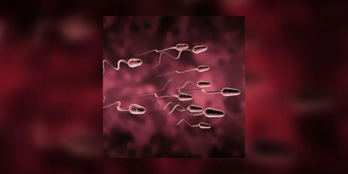 spermatozoïde